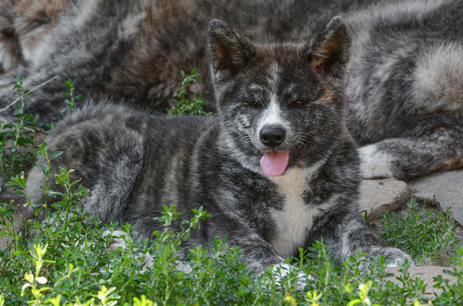 AKINA Mori No Kodomo