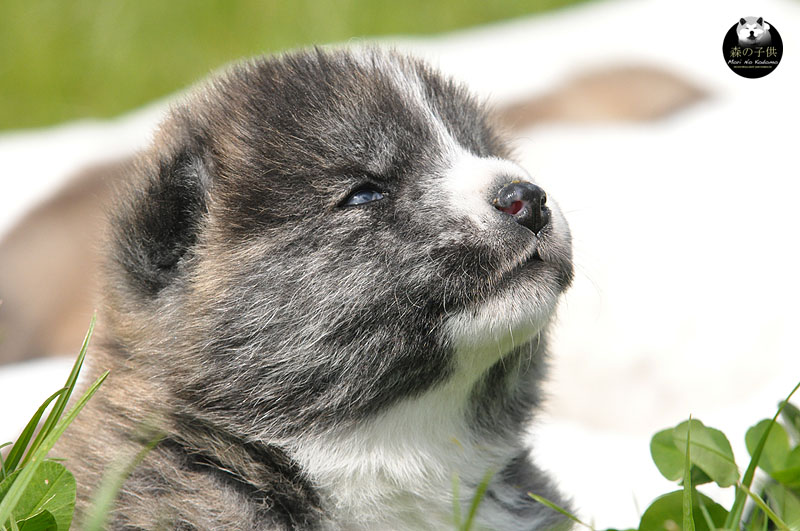 Keiki & Ikiiki Ninki no Aru