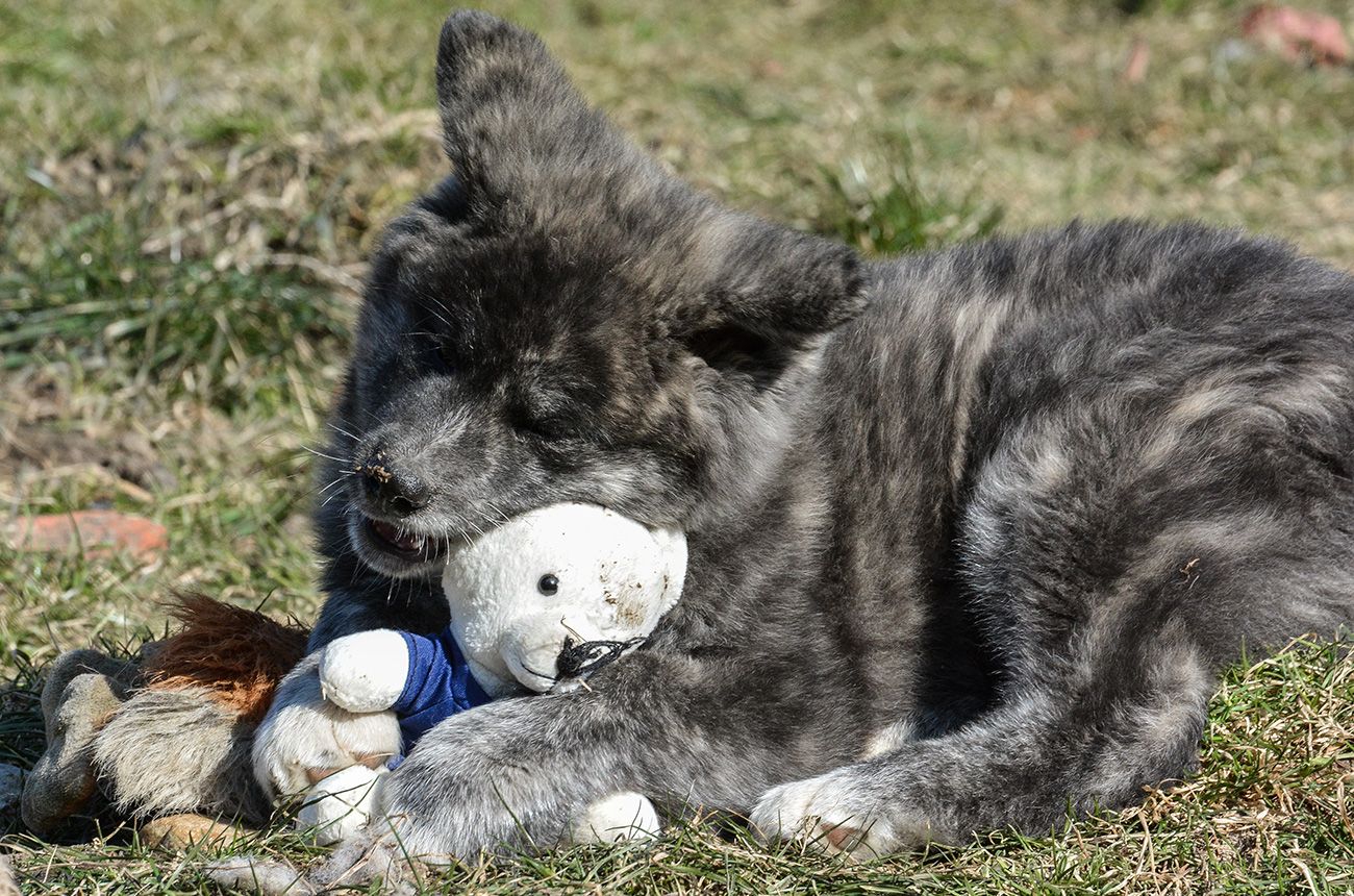 Mononoke 8 weeks old