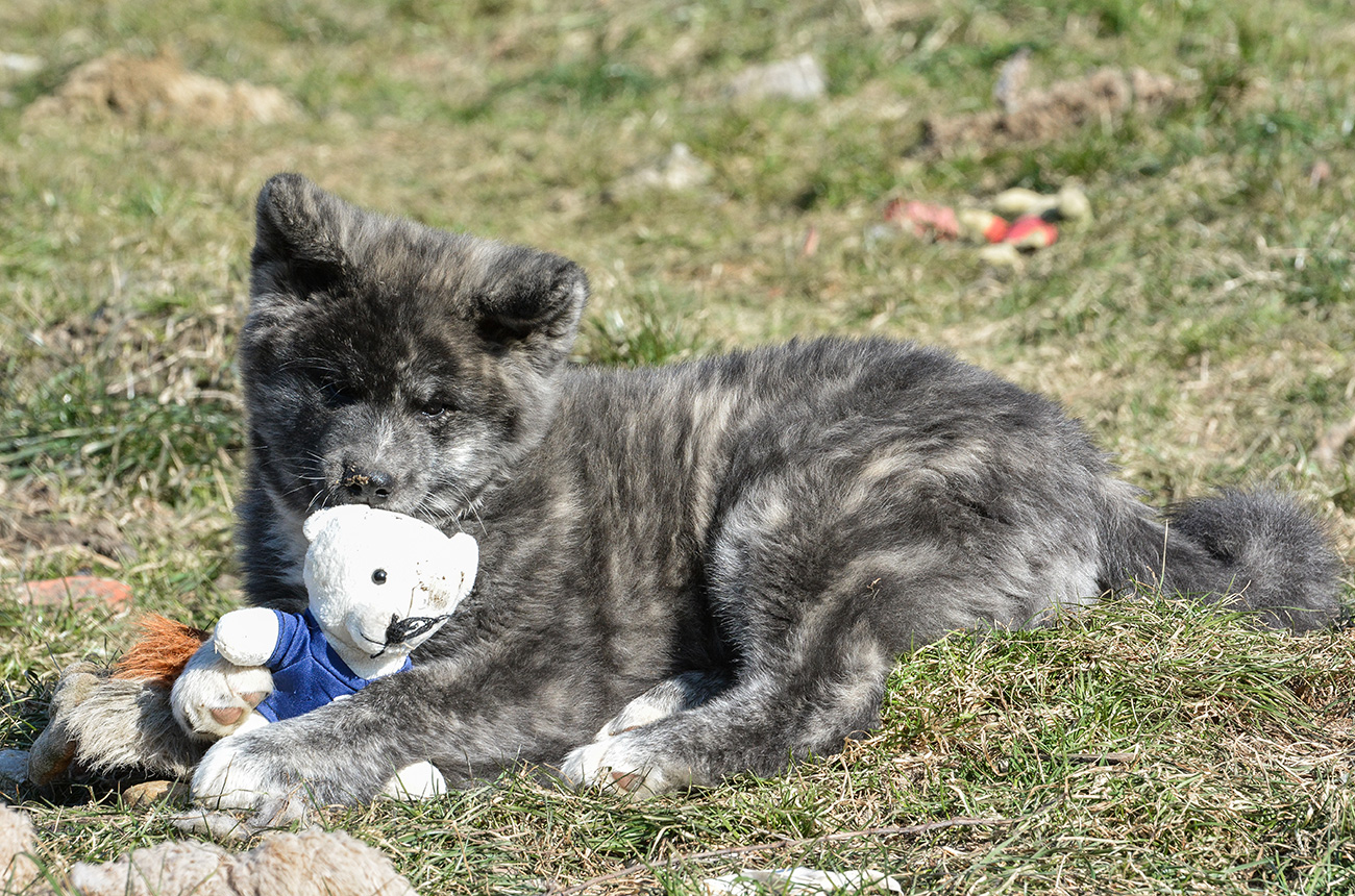 Mononoke 8 weeks old