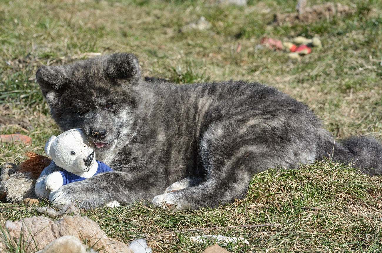 Mononoke 8 weeks old