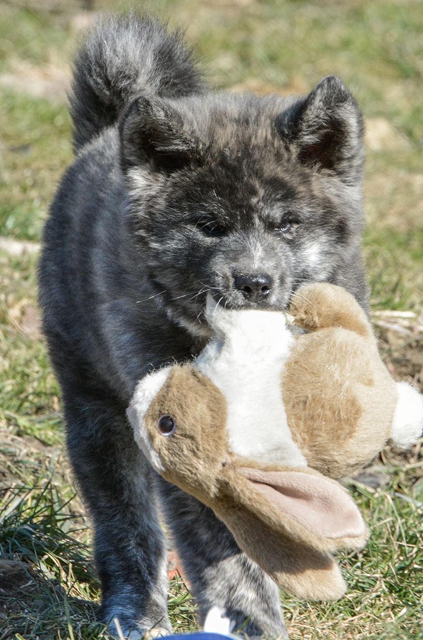 Mononoke 8 weeks old