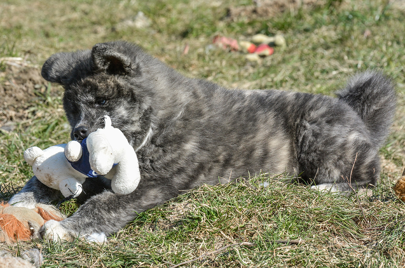 Mononoke 8 weeks old