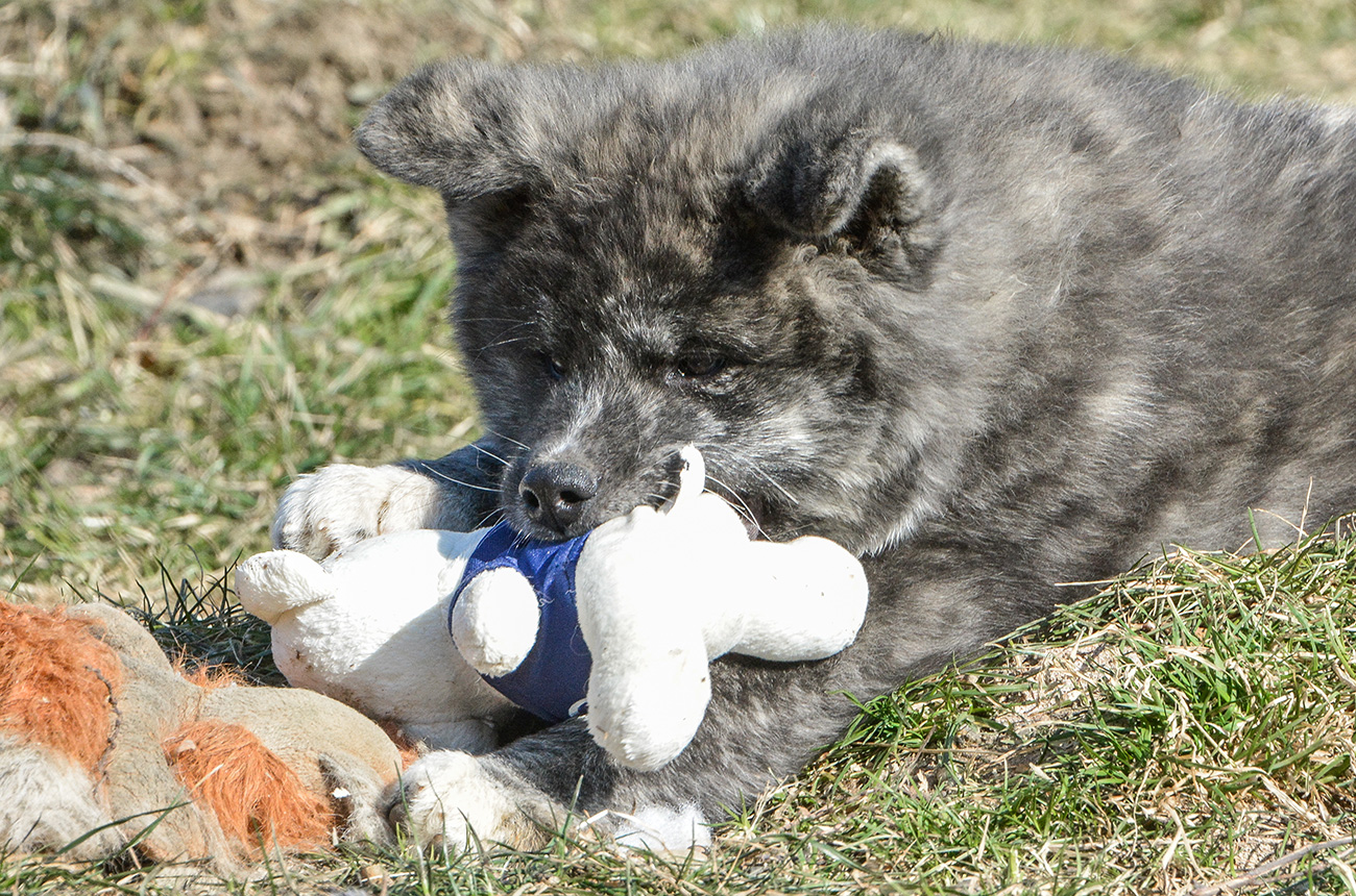 Mononoke 8 weeks old