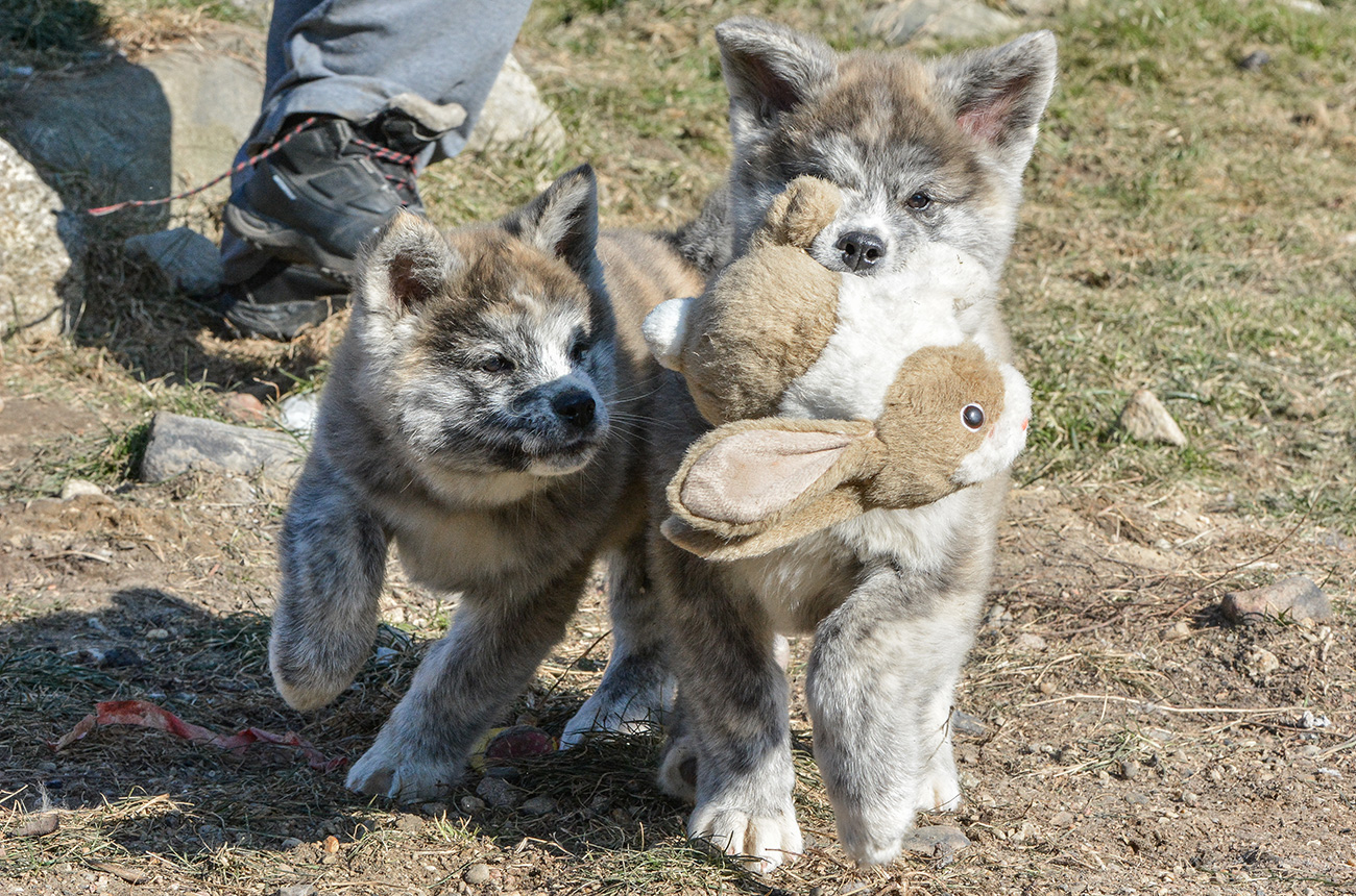 Mamoru & Mika 8 weeks old