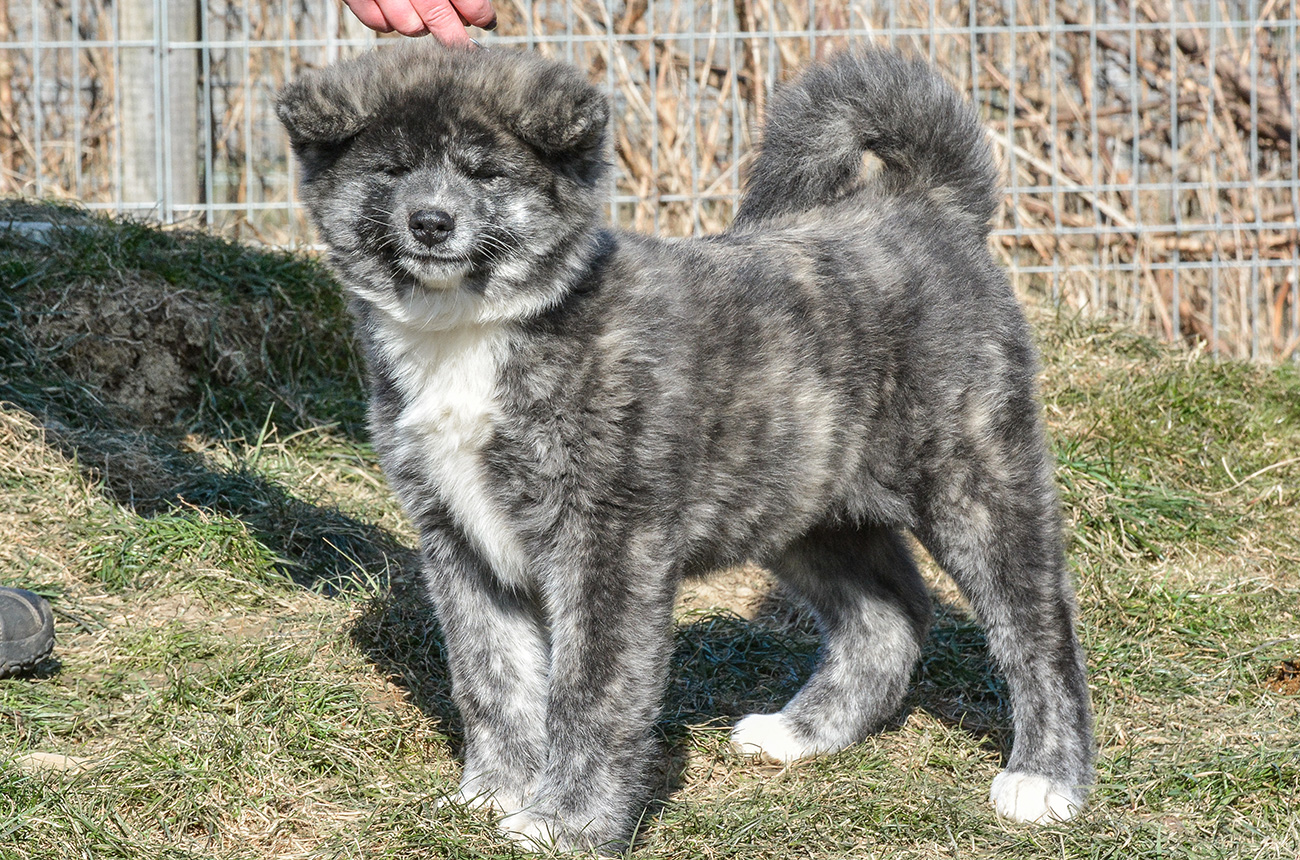 Mononoke 8 weeks old