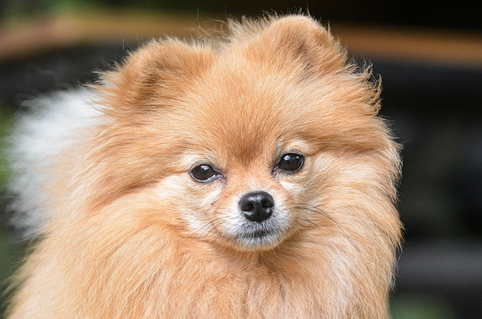 Pomeranian