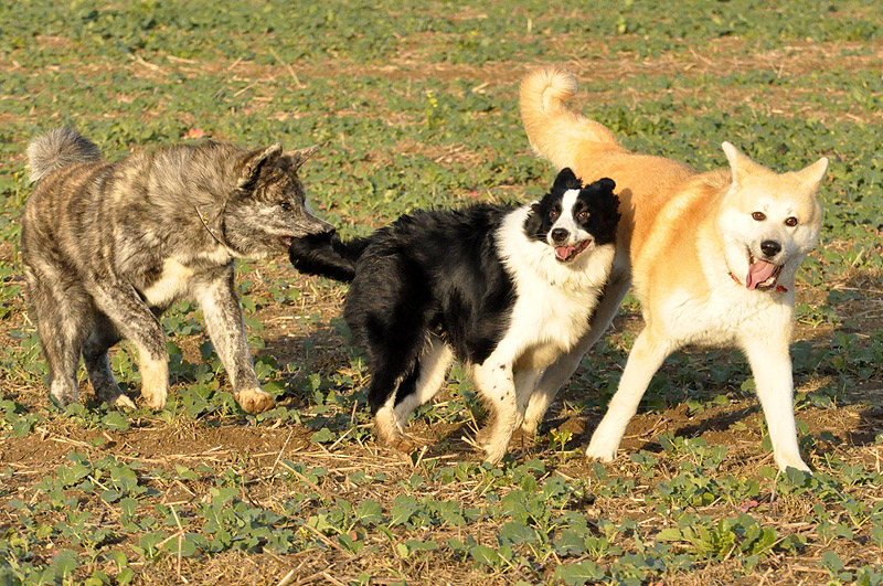 Spacer z Akai Kitsune