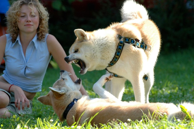 Taszów z Halniakami