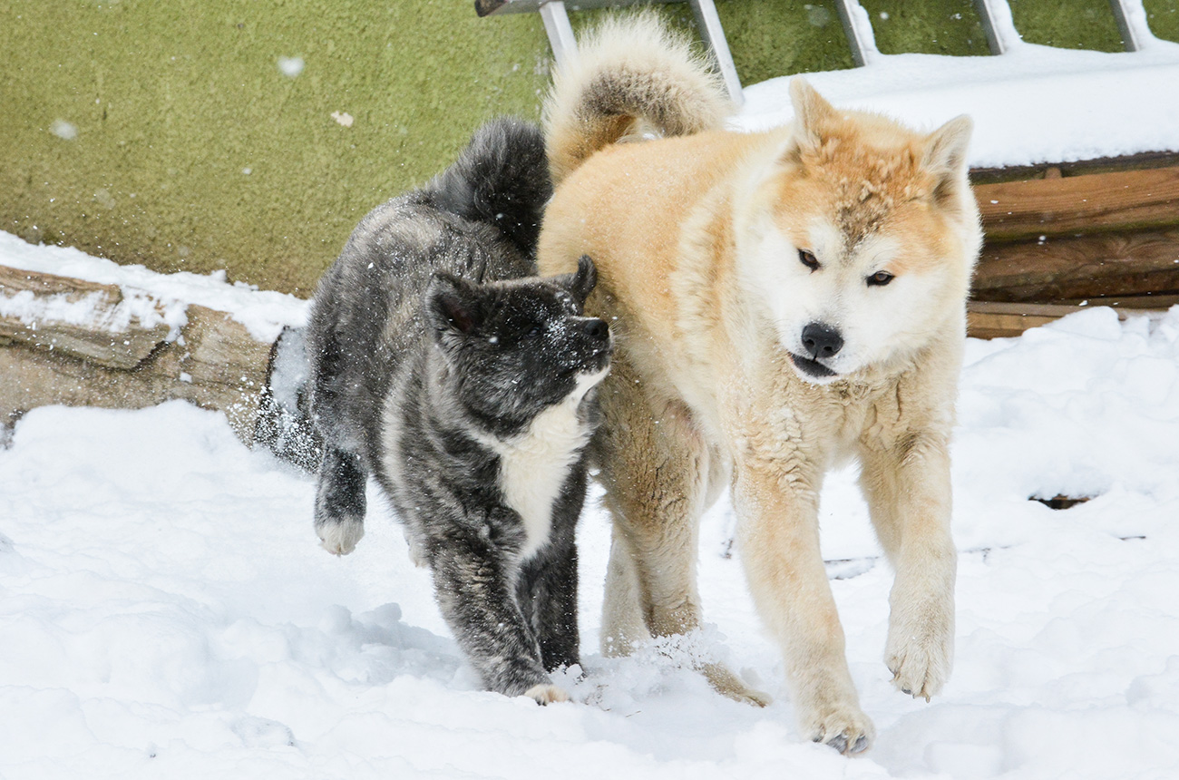 Princess Mononoke & ZuZu