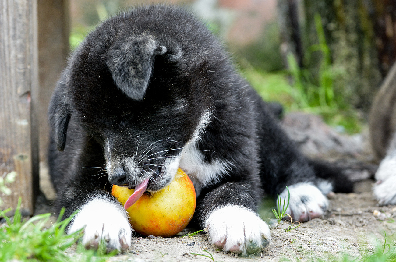 Shizen No Iro Puppies