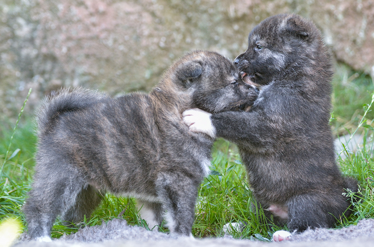 Yunikuna Senshi Puppies