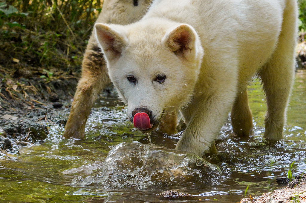 Children of the forest