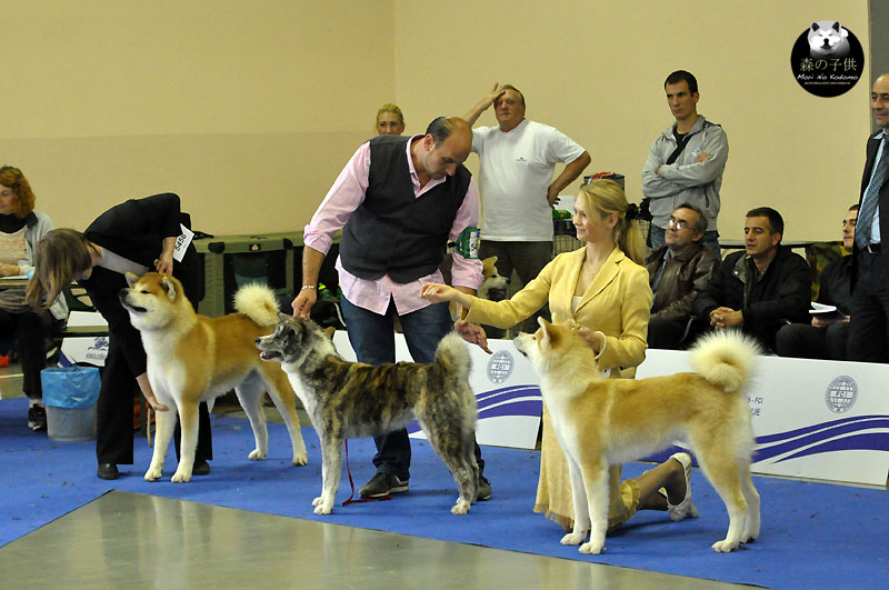 European Dog Show Celje