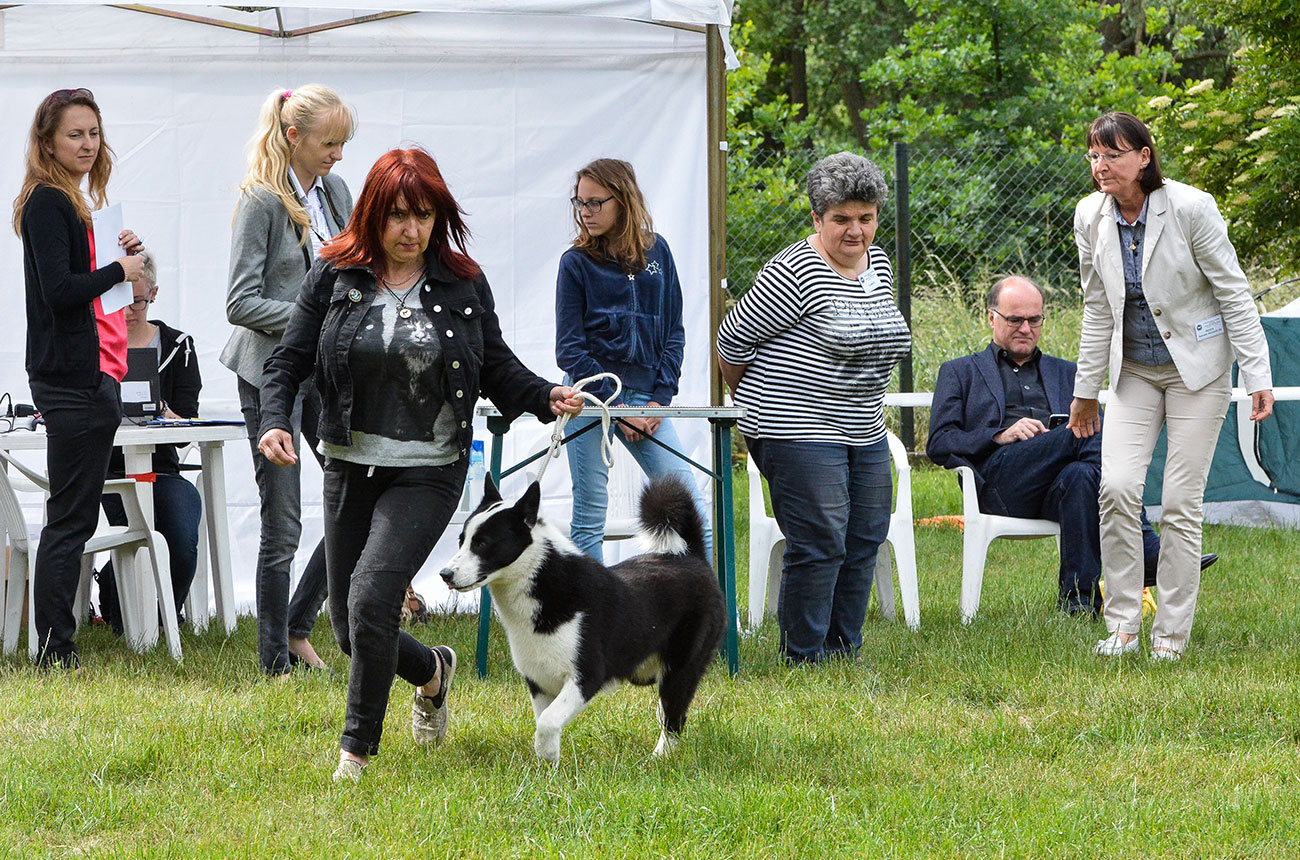 Karelski pies na niedźwiedzie